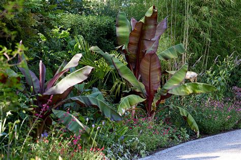 Bananenpflanze Musa Bild Kaufen Gartenbildagentur