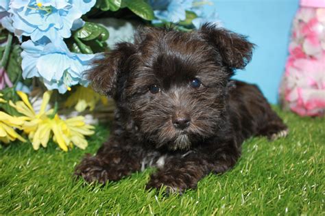 Yorkie-Poo Puppies For Sale - Long Island Puppies