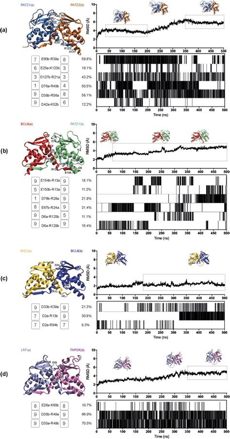 Molecular Dynamic Simulation Analyses For The Btb Domain Heterodimers