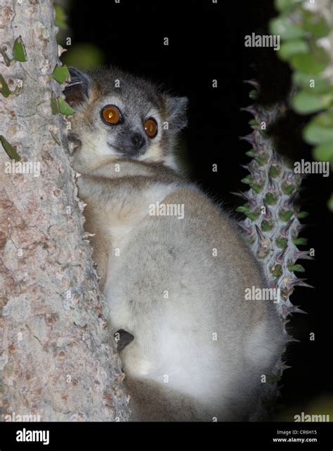 grey mouse lemur Microcebus, Berenty Reserve, Madagascar Stock Photo ...