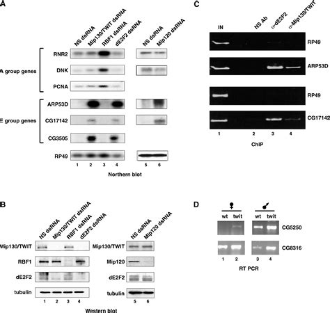 Native E2F RBF Complexes Contain Myb Interacting Proteins And Repress