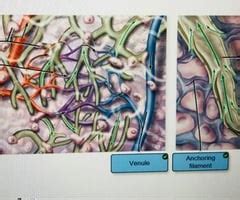 McGraw Hill Chapter 21 Lymphatic System Flashcards Quizlet