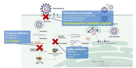 新冠治疗小分子 药效、靶点和机制、合成 新冠治疗药物开发概览：目前新冠抗病毒药物包括：中和抗体、蛋白酶抑制剂、rna聚合酶抑制剂。小分子药物主要作用于蛋白酶和r 雪球