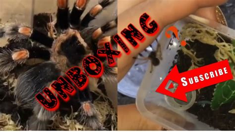 Tarantula Unboxing Youtube