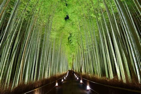 Night bamboo forest Stock Photos, Royalty Free Night bamboo forest ...