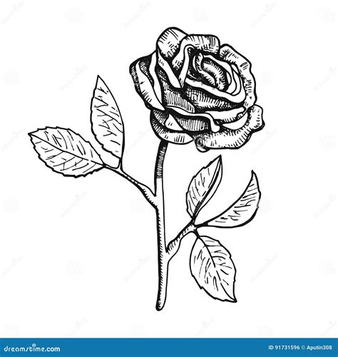 Desenho Da M O Da Ilustra O Do Vetor Da Flor De Rosa Ilustra O Do