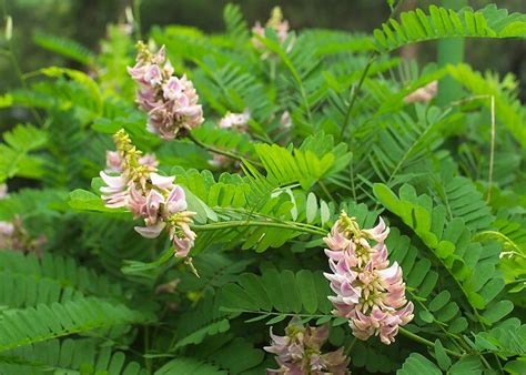 Order Fabales Acacia Cornigera Deadly Plants Poisonous Plants Rosary