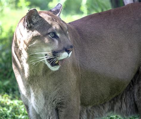 Florida Panther Endangered Photograph By Andrea Oconnell Fine Art