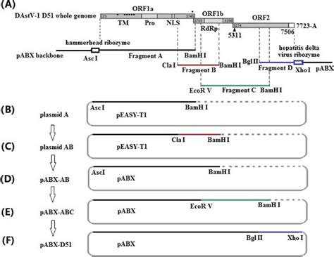 Construction Of The Dna Launched Infectious Cdna Clone Of The Dastv 1 Download Scientific