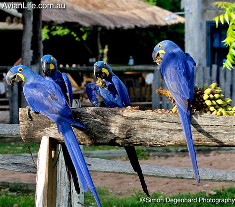 MACAWS By Tony Silva A Must Have For All Macaw Lovers