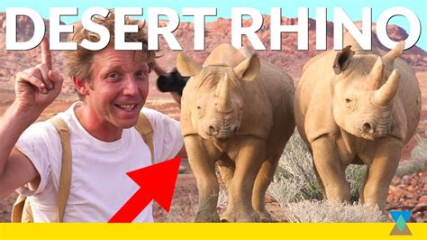 Up Close With Wild Black Rhinos Youtube