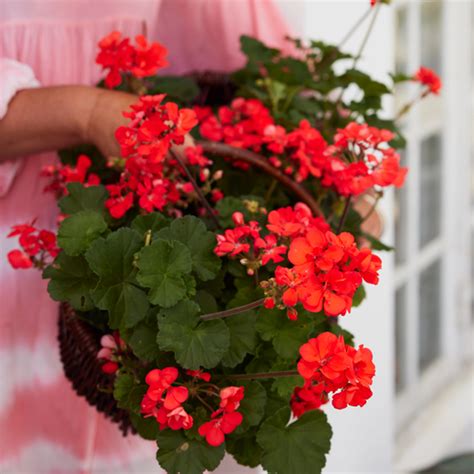 ÅRETS PELARGON 2023 Pelargonium Moonlight Guido