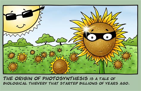 Bios Magazine The Ancient Origin Of Photosynthesis College Of