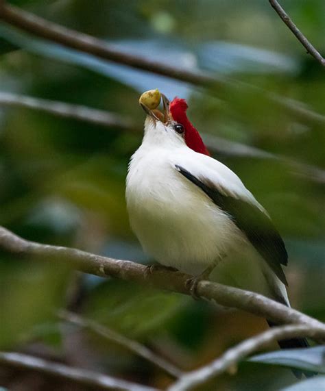 Foto Soldadinho Do Araripe Antilophia Bokermanni Por Robson Schuler