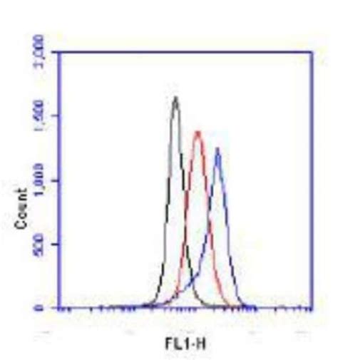 Novus Biologicals HIF 1 Alpha Antibody Packs 5 Vials Fisher Scientific