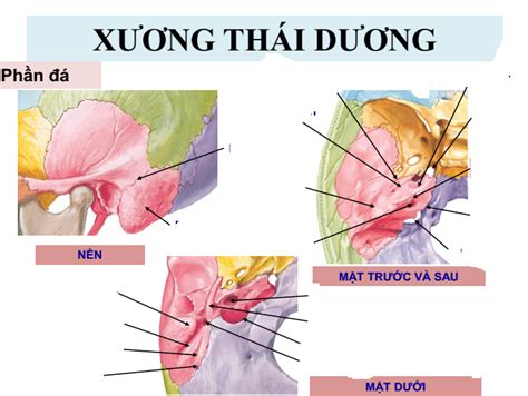 Sơ đồ: Xương thái dương | Quizlet