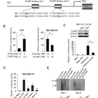 Foxm Activates The Pdgf Akt Signaling Pathway And Promotes Breast