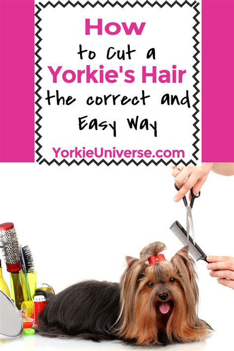 How To Cut A Yorkie S Hair The Correct And Easy Way Yorkie Universe