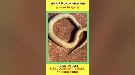 সাপ নিজেকে কামড়ালে কি হবে Amazing Facts About Snake Snake Wildlife