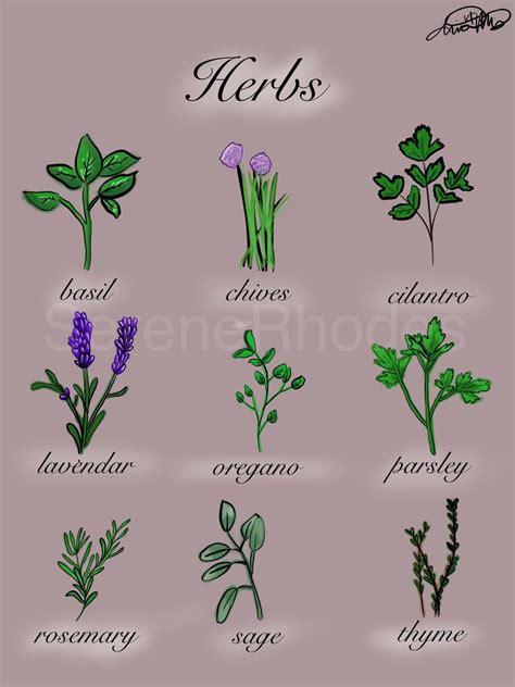 Herb Chart - Etsy