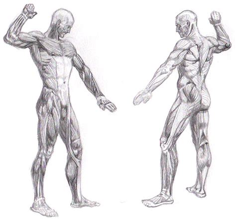 รวมกัน 90 ภาพ ระบบ กล้าม เนื้อ Muscular System ใหม่ที่สุด