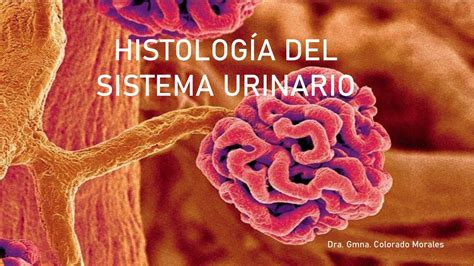 Histolog A Del Sistema Urinario Ver Nica Romero Udocz