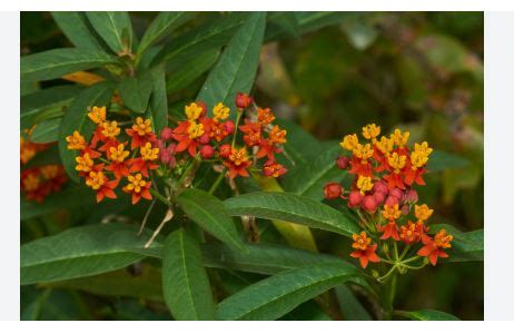 28 Types Of Milkweed Varieties With Pictures