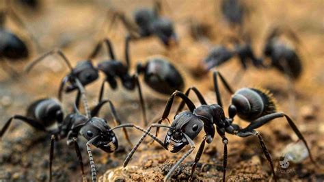 Black Garden Ants Tiny Ecosystem Engineers Buglore