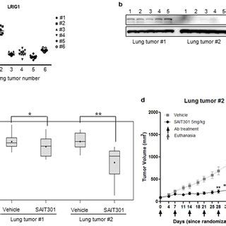 Usp Regulates Lrig Mediated Met Degradation A Ebc Cells