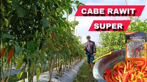 Cabe Rawit Super Bonang Rs Tipe Buah Semi Merunduk Yang Buahnya Lebat