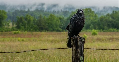 Hunting Tips for Beginners: Why Crow Hunting? - Hunter Experts