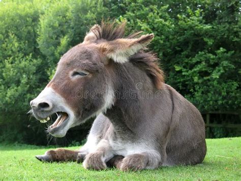 Laughing donkey stock image. Image of beach, grass, joke - 3415025