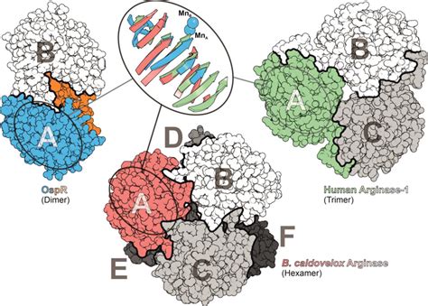 Structural And Biochemical Insights Into Post Translational Arginine To