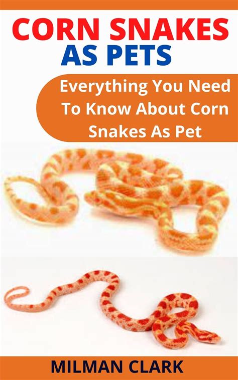 Buy CORN SNAKES AS PETS Everything You Need To Know About Corn Snakes