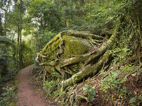 Lamington National Park Parks And Forests Department Of Environment Science And Innovation