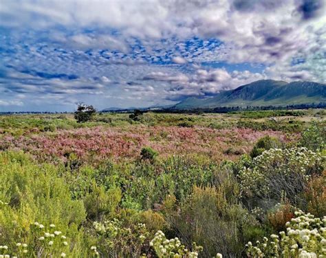 Friends Of Van Stadens Wildflower Reserve Nelson Mandela Bay Port