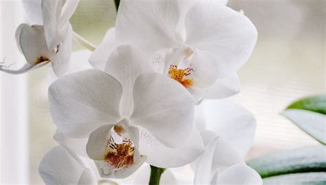 Arrosez les orchidées avec ceci elles fleuriront pendant 3 mois sans