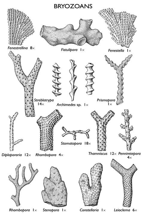 Bryozoa ~ Everything You Need to Know with Photos | Videos