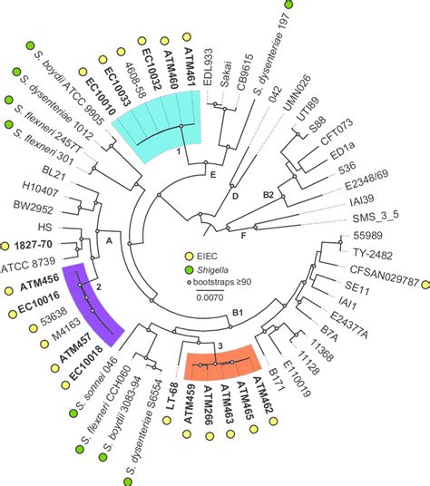 Phylogenomic Analysis Of Eiec Genomes Whole Genome Phylogeny Of The