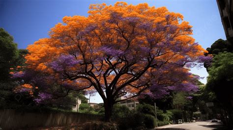 Jacaranda Wallpapers - Top Free Jacaranda Backgrounds - WallpaperAccess