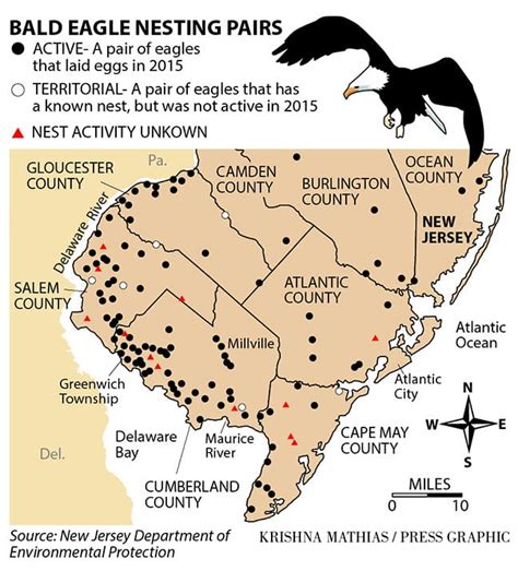 New Jerseys Bald Eagle Population Soaring Breaking News