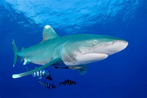 Sharks At Unprecedented Risk Of Extinction After 71 Per Cent Decline