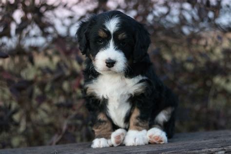 Black Tri Female Bernedoodle