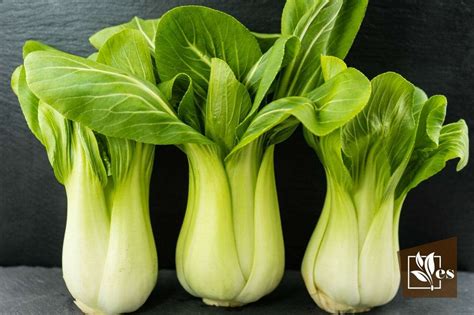 Pak Choy Bok Choy Grow Guide Expert Tips And Tricks Evergreen Seeds