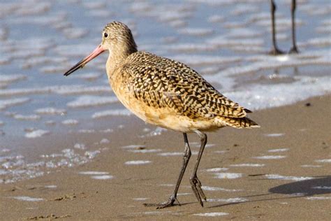 Marbled Godwit Birds Rouge National Urban Park Parc Urbain