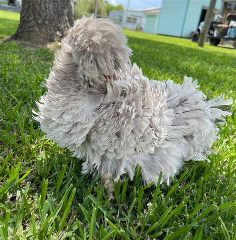 White Lioness Frizzle Pullets Seabreeze Hens