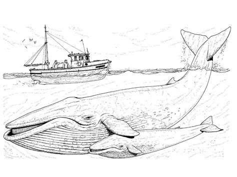 Coloriage mère et bébé baleines bleues sous un bateau Dessin gratuit