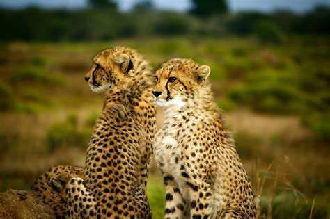 Cheetahs Pair Two Free Photo On Pixabay