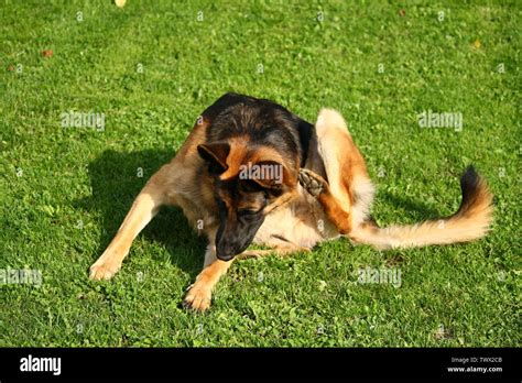 German Shepherd Dog Scratching On Green Grass Stock Photo Alamy