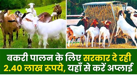 Goat Farming Loan 2024 बकरी पालन के लिए सरकार दे रही 240 लाख रूपये